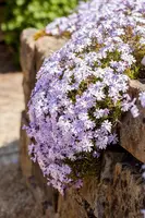 Phlox (S) Emerald Cushion Blue (Kruipende vlambloem) - afbeelding 8