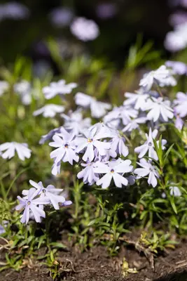 Phlox (S) Emerald Cushion Blue (Kruipende vlambloem) - afbeelding 15