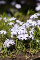 Phlox (S) Emerald Cushion Blue (Kruipende vlambloem) - afbeelding 15