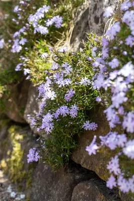 Phlox (S) Emerald Cushion Blue (Kruipende vlambloem) - afbeelding 16