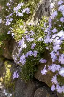 Phlox (S) Emerald Cushion Blue (Kruipende vlambloem) - afbeelding 16