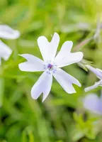 Phlox (S) Emerald Cushion Blue (Kruipende vlambloem) - afbeelding 18
