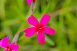 Phlox (S) Scarlet Flame (Kruipende vlambloem) - afbeelding 4