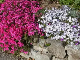 Phlox (S) Scarlet Flame (Kruipende vlambloem) - afbeelding 3