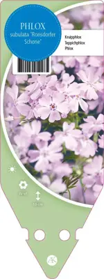 Phlox (S) Scarlet Flame (Kruipende vlambloem) - afbeelding 1