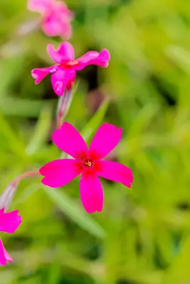 Phlox (S) Scarlet Flame (Kruipende vlambloem) - afbeelding 5