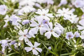 Phlox (S) White Delight (Kruipende vlambloem) - afbeelding 4