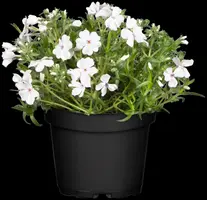 Phlox (S) White Delight (Kruipende vlambloem) - afbeelding 3