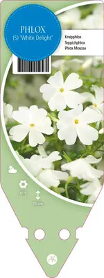 Phlox (S) White Delight (Kruipende vlambloem) - afbeelding 1