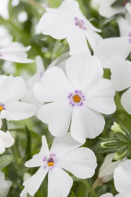 Phlox (S) White Delight (Kruipende vlambloem) - afbeelding 5