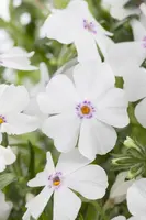 Phlox (S) White Delight (Kruipende vlambloem) - afbeelding 5