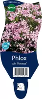 Phlox subulata 'Rosette' (Vlambloem) - afbeelding 1
