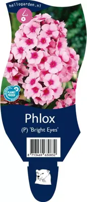 Phlox (Vlambloem) - afbeelding 1