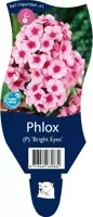 Phlox (Vlambloem) - afbeelding 1