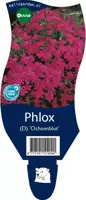 Phlox (Vlambloem) - afbeelding 1