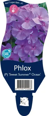 Phlox (Vlambloem) - afbeelding 1