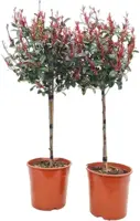 Photinia fraseri 'Carre Rouge' (Glansmispel) 120cm - afbeelding 1