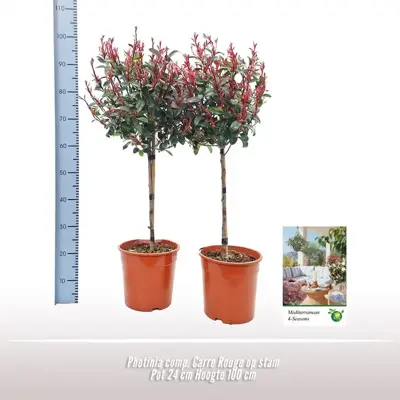 Photinia fraseri 'Carre Rouge' (Glansmispel) 120cm - afbeelding 2