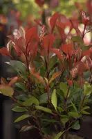 Photinia fraseri 'Carré Rouge' (Glansmispel 'Carré Rouge') - afbeelding 1