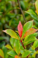 Photinia fraseri 'Carré Rouge' (Glansmispel 'Carré Rouge') - afbeelding 4