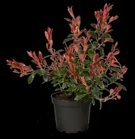 Photinia fraseri 'Carré Rouge' (Glansmispel 'Carré Rouge') - afbeelding 2