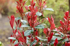 Photinia fraseri 'Carré Rouge' (Glansmispel 'Carré Rouge') - afbeelding 3
