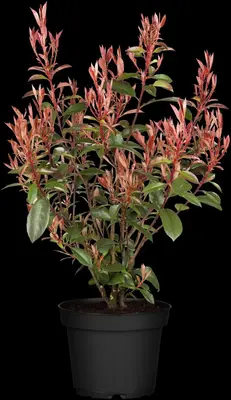 Photinia fraseri 'Compacta' (Glansmispel 'Compacta') - afbeelding 2