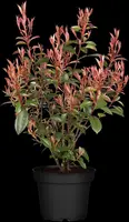 Photinia fraseri 'Compacta' (Glansmispel 'Compacta') - afbeelding 2