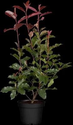 Photinia fraseri (Glansmispel) - afbeelding 1
