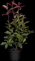 Photinia fraseri (Glansmispel) - afbeelding 1