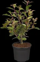 Photinia fraseri (Glansmispel) - afbeelding 9
