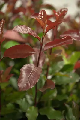 Photinia fraseri (Glansmispel) - afbeelding 2