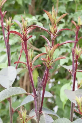 Photinia fraseri (Glansmispel) - afbeelding 10