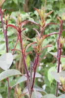 Photinia fraseri (Glansmispel) - afbeelding 10