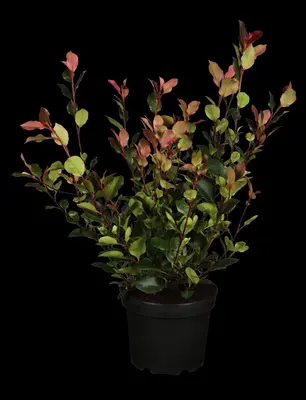 Photinia fraseri (Glansmispel) - afbeelding 5
