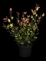 Photinia fraseri (Glansmispel) - afbeelding 5