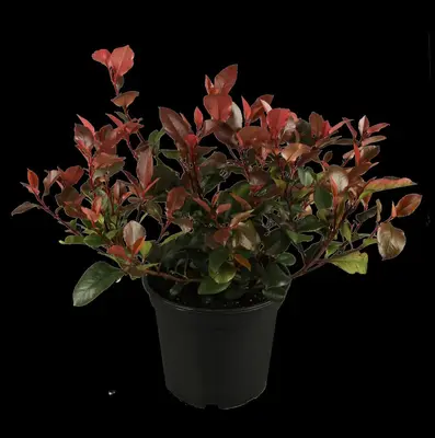 Photinia fraseri (Glansmispel) - afbeelding 4