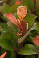Photinia fraseri 'Little Red Robin' (Glansmispel 'Little Red Robin') - afbeelding 4