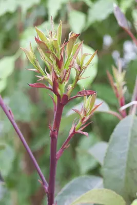 Photinia fraseri 'Little Red Robin' (Glansmispel 'Little Red Robin') - afbeelding 6