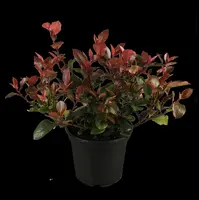 Photinia fraseri 'Little Red Robin' (Glansmispel 'Little Red Robin') - afbeelding 2