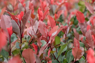 Photinia fraseri 'Little Red Robin' (Glansmispel 'Little Red Robin') - afbeelding 8