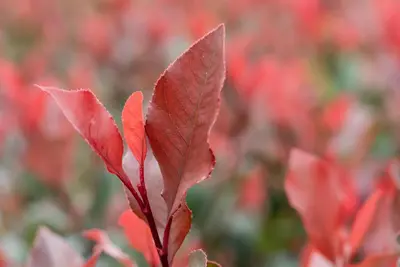 Photinia fraseri 'Little Red Robin' (Glansmispel 'Little Red Robin') - afbeelding 9