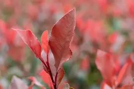 Photinia fraseri 'Little Red Robin' (Glansmispel 'Little Red Robin') - afbeelding 9