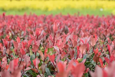 Photinia fraseri 'Little Red Robin' (Glansmispel 'Little Red Robin') - afbeelding 10