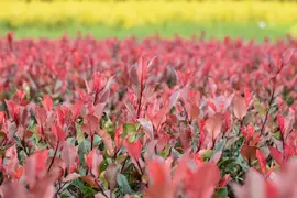 Photinia fraseri 'Little Red Robin' (Glansmispel 'Little Red Robin') - afbeelding 10