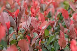 Photinia fraseri 'Little Red Robin' (Glansmispel 'Little Red Robin') - afbeelding 8