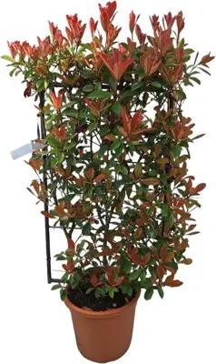 Photinia fraseri pink marble p18 h80 - afbeelding 1