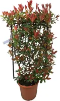 Photinia fraseri pink marble p18 h80 - afbeelding 1