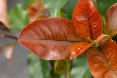 Photinia fraseri 'Red Robin' (Glansmispel) 100cm - afbeelding 3