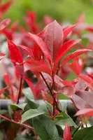 Photinia fraseri 'Red Robin' (Glansmispel) 100cm - afbeelding 5